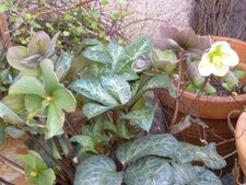 Hellebore "Boughton Beauty"