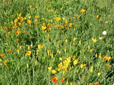 Pavots de Californie