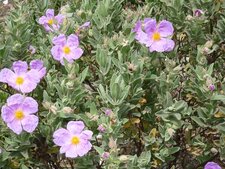 Cistes cotonneux
