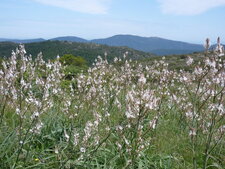 Asphodèles