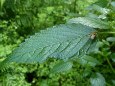 Syrphe sur feuille d