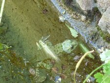 Grenouille de bénitier ?