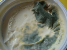 Moisissure sur un aliment