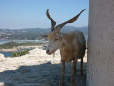 Chèvre du Rove
