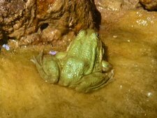 Crapaud commun