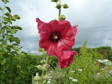 Rose trémière