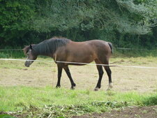 Cheval