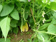 haricots verts