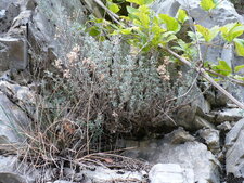 Thym sauvage