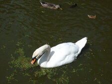 Cygne adulte