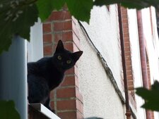 Chat de ville