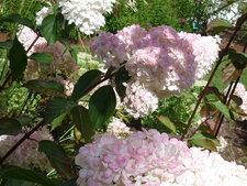 Hydrangée paniculée