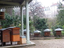 Abeilles