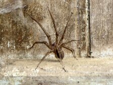 Araignée du bocage vitréen