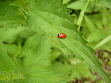 Coccinelle à 7 points