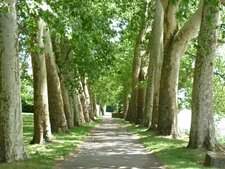 Platanes