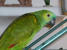 Samy, perroquet vert à front bleu
