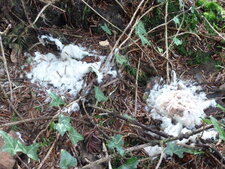 Champignon