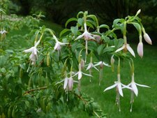 Fuschia magellanica "alba"