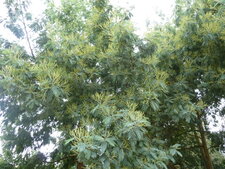 Mimosa d