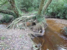 Arbre nageur