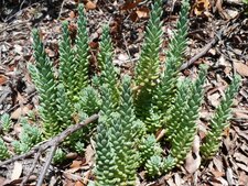 Sedum sediforme