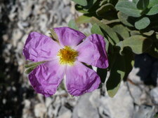 Fleur de ciste cotonneux