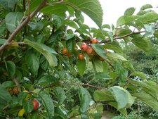 Pommier sauvage
