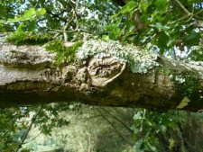 Mousse et lichen sur chêne