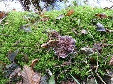 Champignon