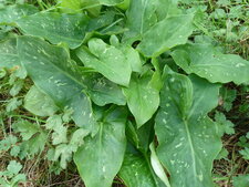 Arum tacheté