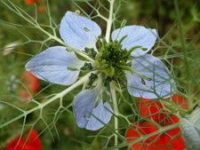 Nigelle de damas