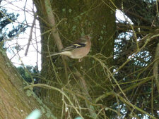 Pinson des arbres