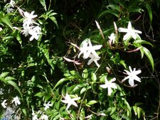 Jasmin officinal