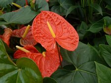 Anthurium