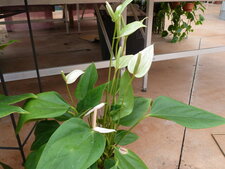 Spatiphyllum