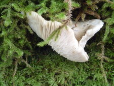 Champignon