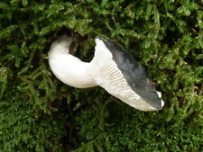 Champignon