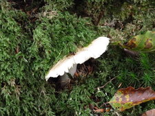 Champignon