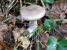 Champignon