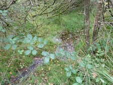 Sous bois de saule dans les tourbières