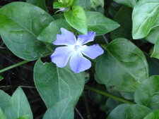 Pervenche