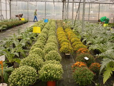 Chrysanthèmes