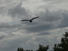 Aigle