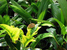Junonia genoveva ou junonia evarete