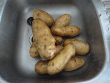 Pomme de terre