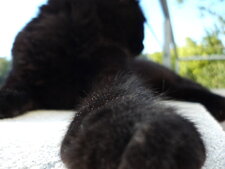 Le Sphinx noir