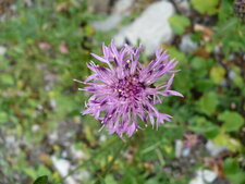 Centaurée sp.