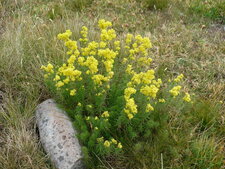 Aster lynosiris - sous réserve