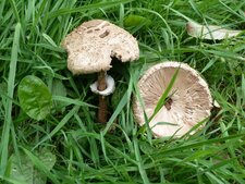 Coulemelles